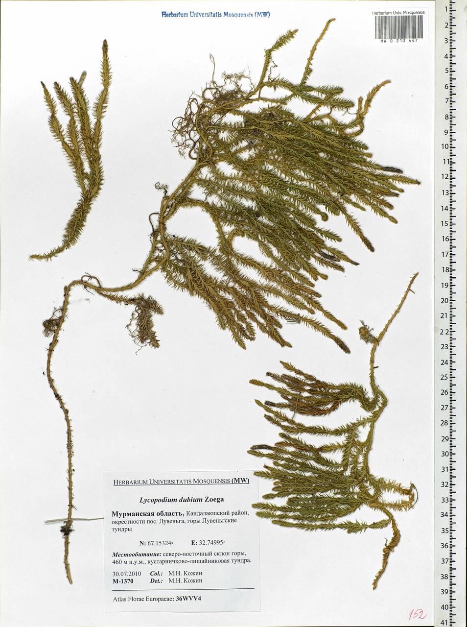 Spinulum annotinum subsp. alpestre (Hartm.) Uotila, Восточная Европа, Северный район (E1) (Россия)