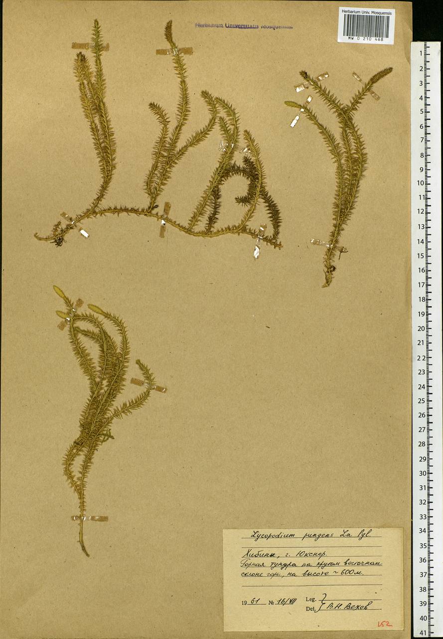 Spinulum annotinum subsp. alpestre (Hartm.) Uotila, Восточная Европа, Северный район (E1) (Россия)