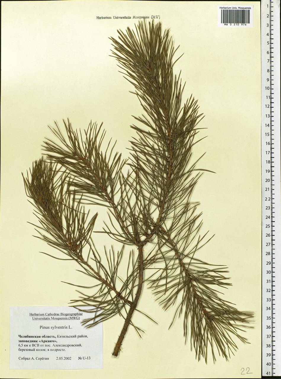 Pinus Sylvestris Herbarium