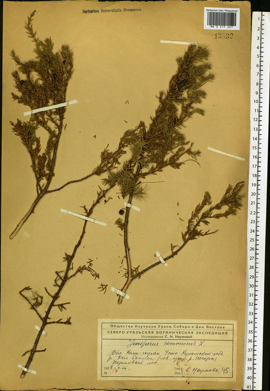 Можжевельник обыкновенный L., Восточная Европа, Северный район (E1) (Россия)