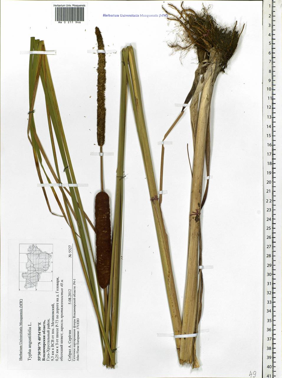 Рогоз узколистный L., Восточная Европа, Центральный район (E4) (Россия)