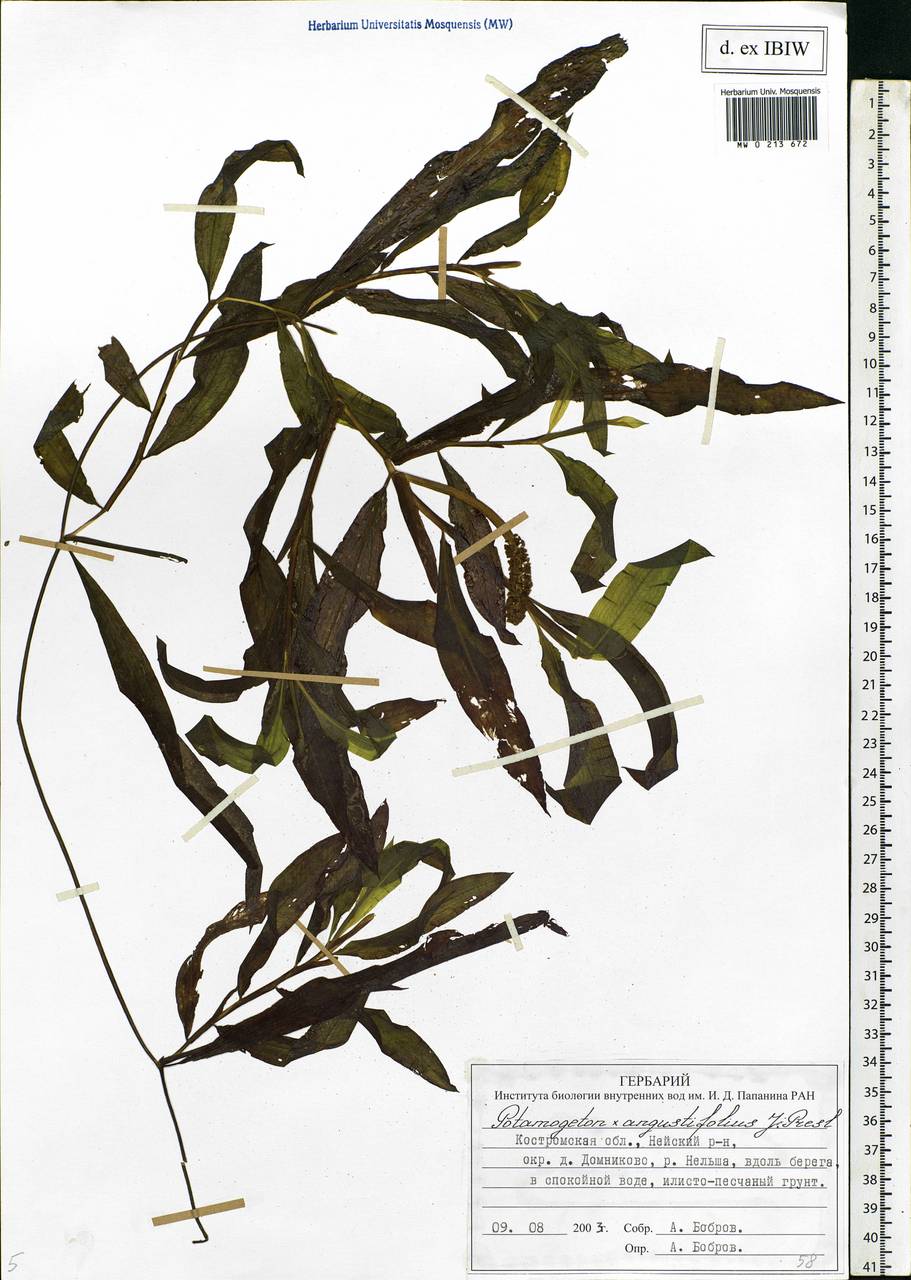 Potamogeton × angustifolius J.Presl, Восточная Европа, Центральный лесной район (E5) (Россия)