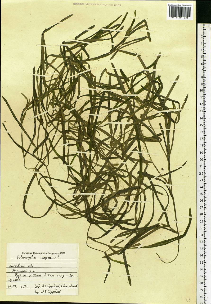 Рдест сплюснутый L., Восточная Европа, Московская область и Москва (E4a) (Россия)