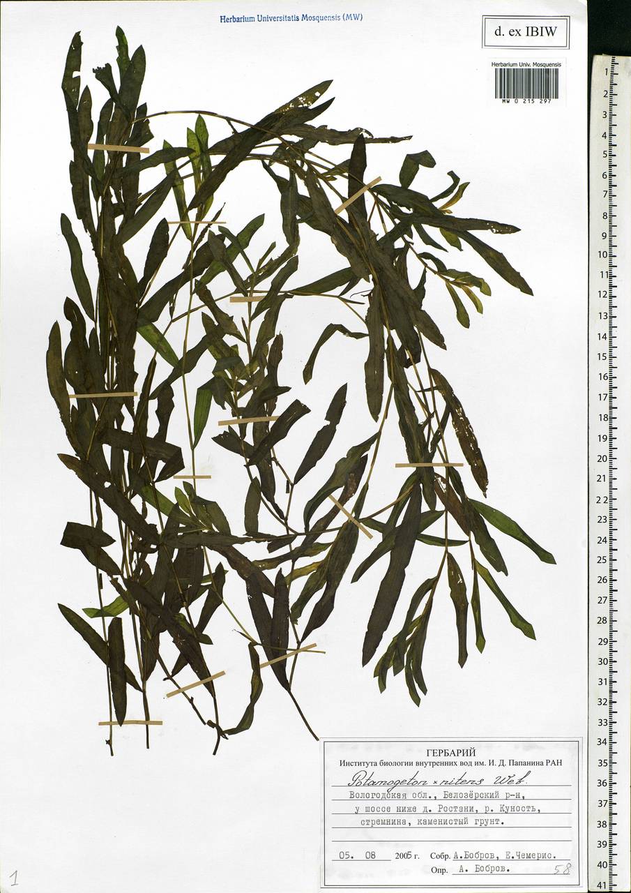 Potamogeton × nitens Weber, Восточная Европа, Северный район (E1) (Россия)