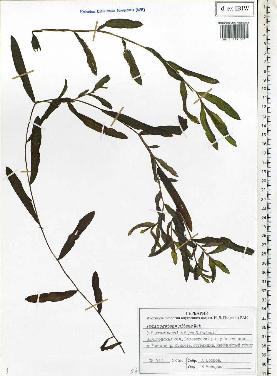 Potamogeton × nitens Weber, Восточная Европа, Северный район (E1) (Россия)