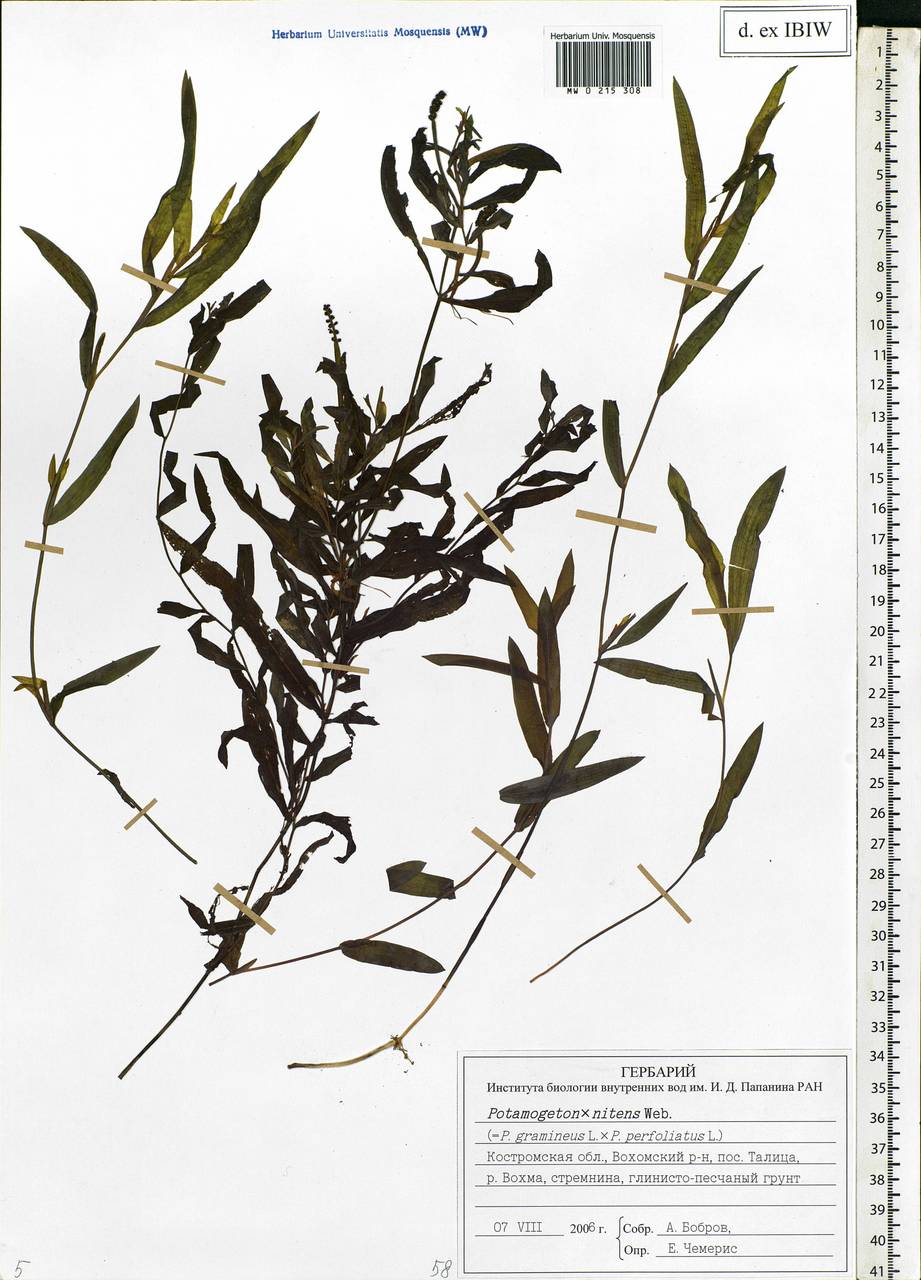 Potamogeton × nitens Weber, Восточная Европа, Центральный лесной район (E5) (Россия)