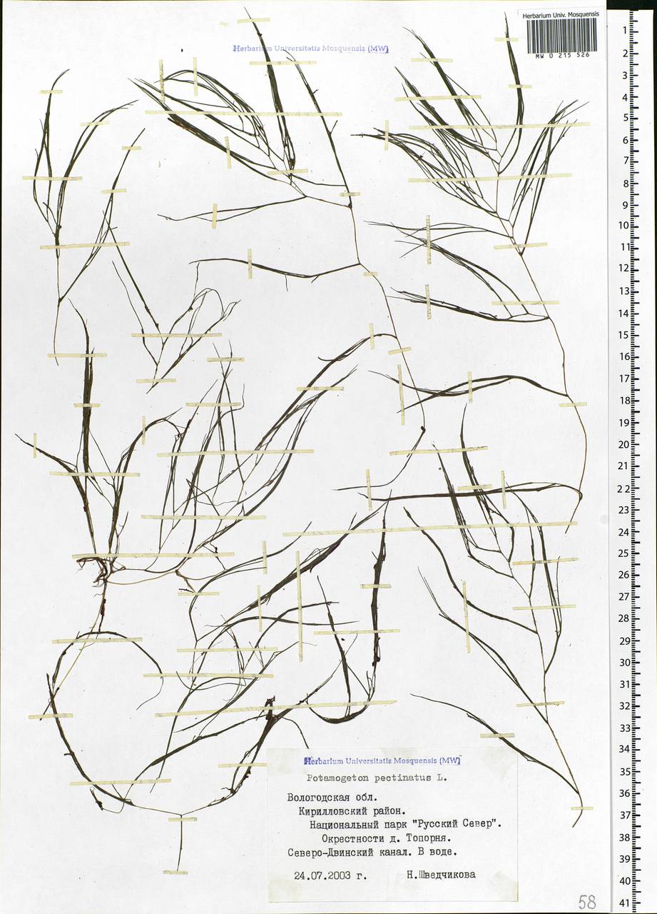 Штукения гребенчатая, Рдест гребенчатый (L.) Börner, Восточная Европа, Северный район (E1) (Россия)