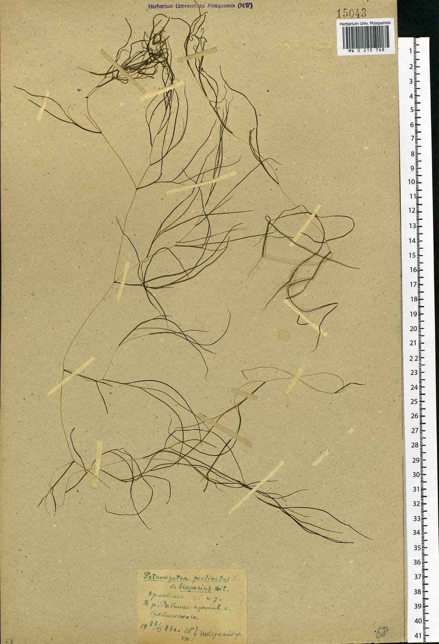 Штукения гребенчатая, Рдест гребенчатый (L.) Börner, Восточная Европа, Центральный лесостепной район (E6) (Россия)