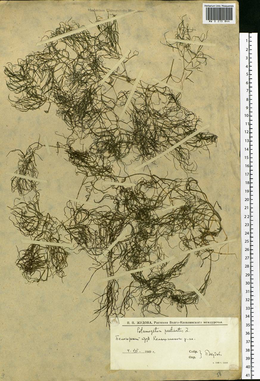Штукения гребенчатая, Рдест гребенчатый (L.) Börner, Восточная Европа, Нижневолжский район (E9) (Россия)