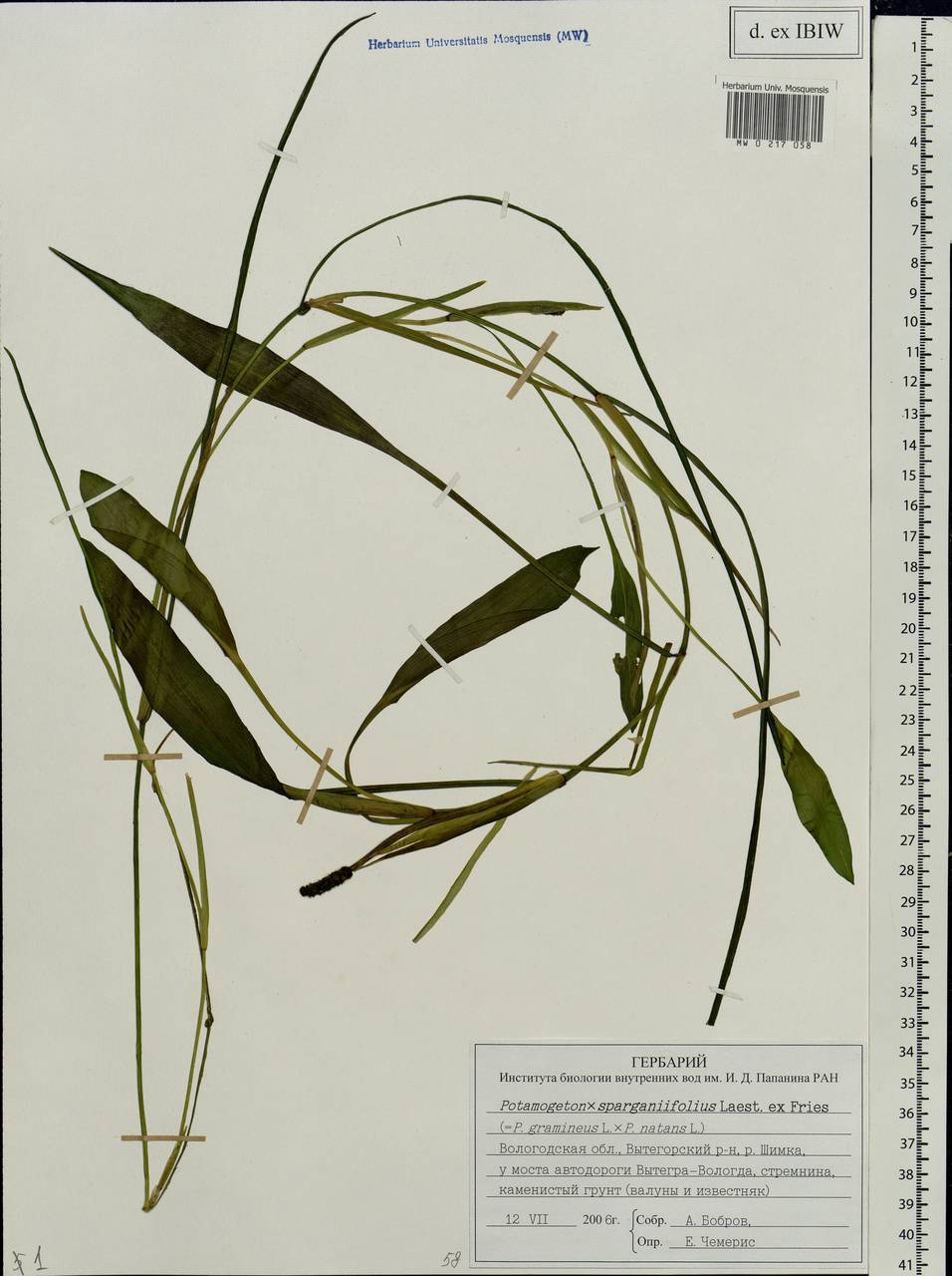 Potamogeton × sparganiifolius Laest. ex Fr., Восточная Европа, Северный район (E1) (Россия)
