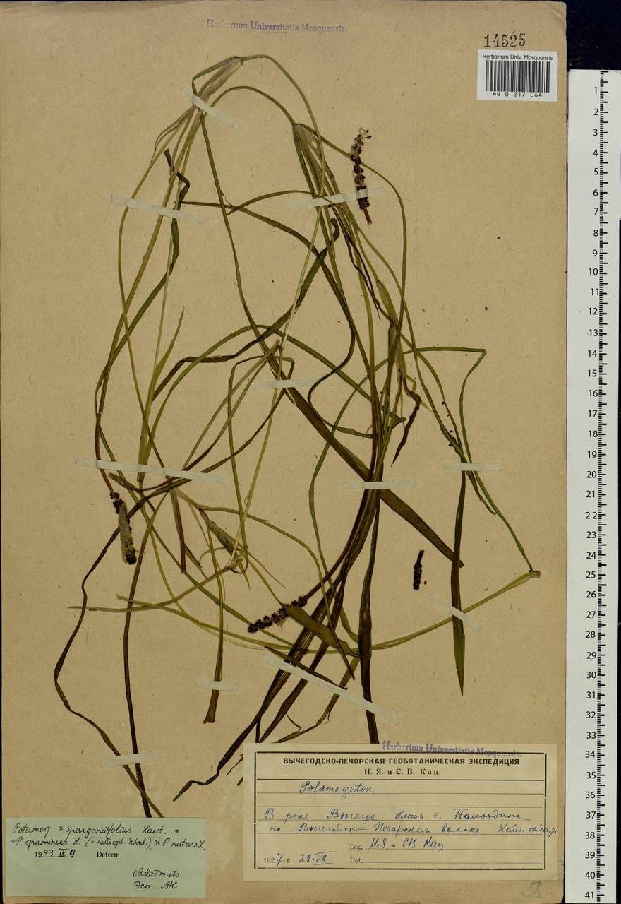 Potamogeton × sparganiifolius Laest. ex Fr., Восточная Европа, Северный район (E1) (Россия)