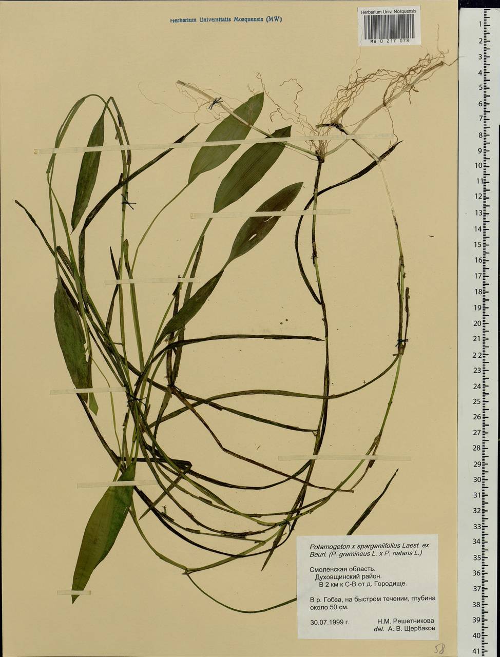 Potamogeton × sparganiifolius Laest. ex Fr., Восточная Европа, Западный район (E3) (Россия)