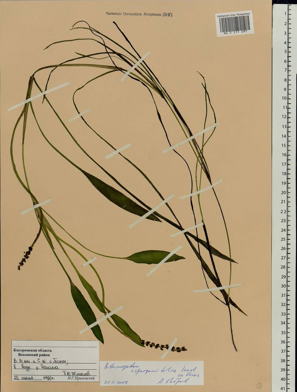 Potamogeton × sparganiifolius Laest. ex Fr., Восточная Европа, Центральный лесной район (E5) (Россия)