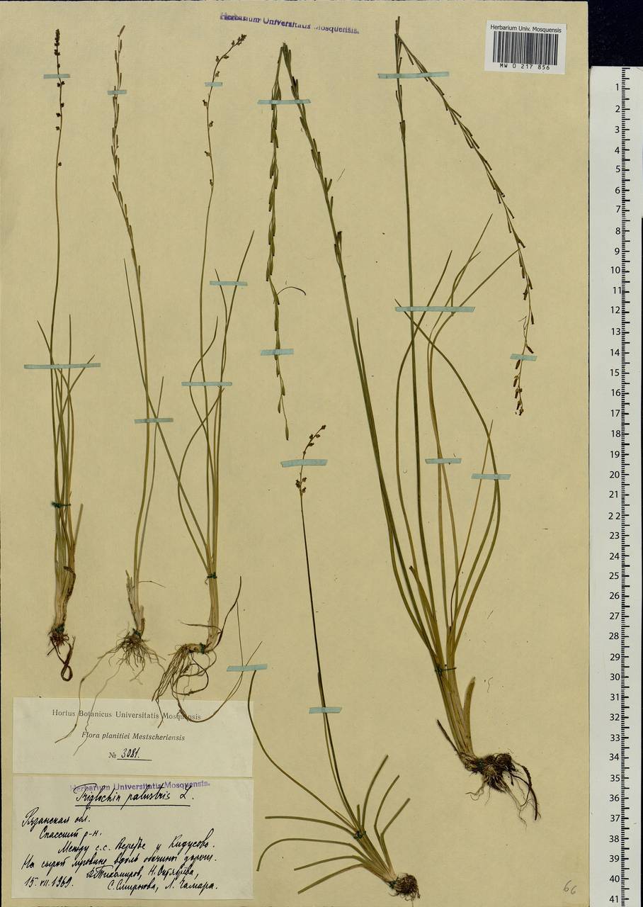 Ситник стигийский Juncus stygius l.