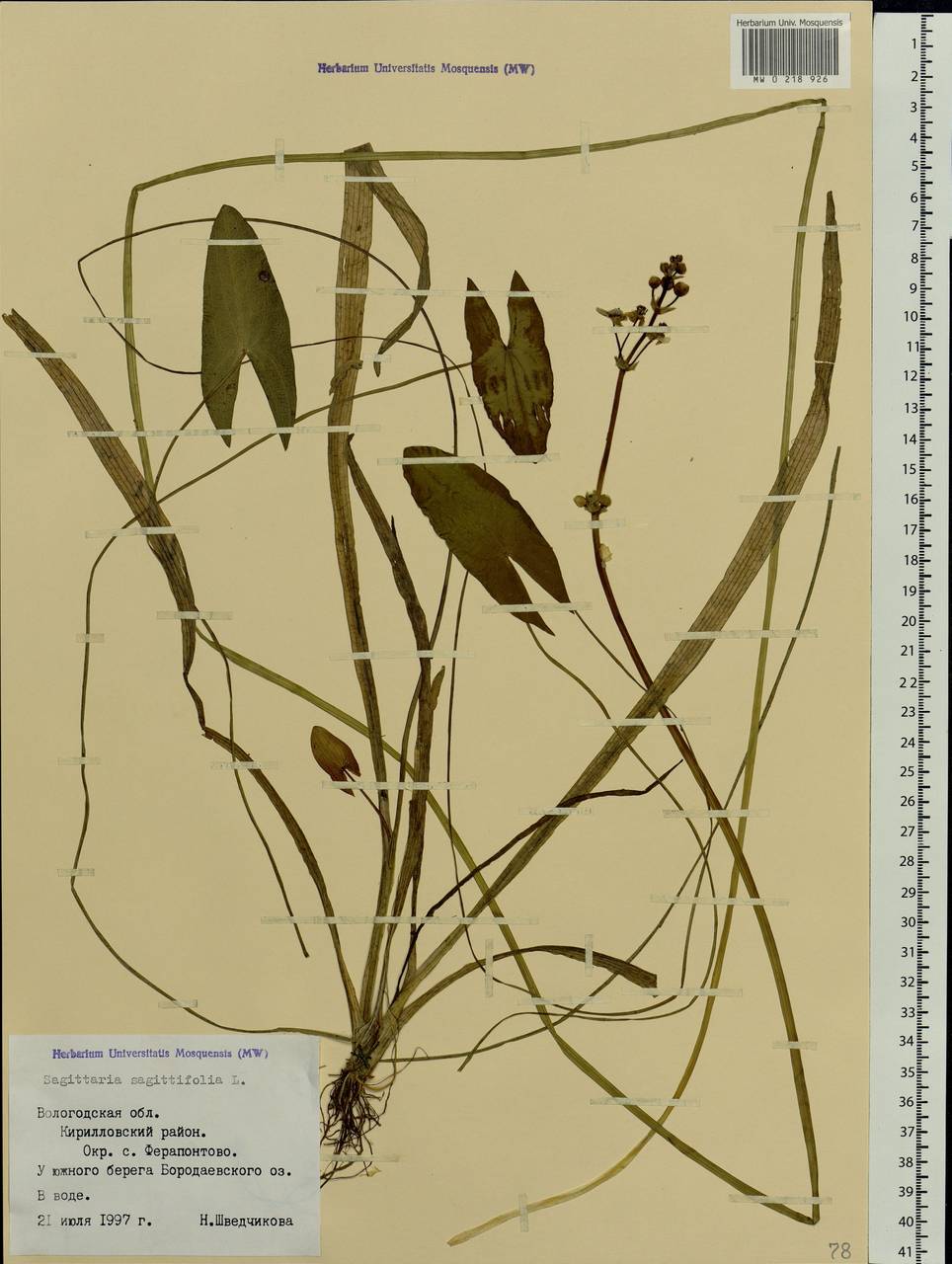 Стрелолист обыкновенный L., Восточная Европа, Северный район (E1) (Россия)