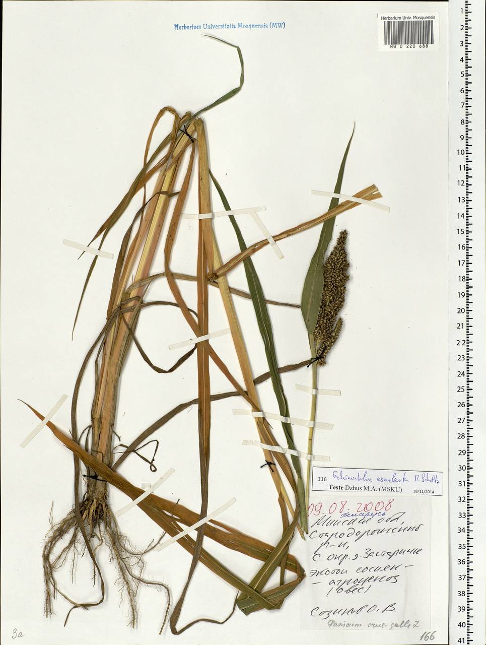 Echinochloa crus-galli subsp. utilis (Ohwi & Yabuno) T.Koyama, Восточная Европа, Белоруссия (E3a) (Белоруссия)