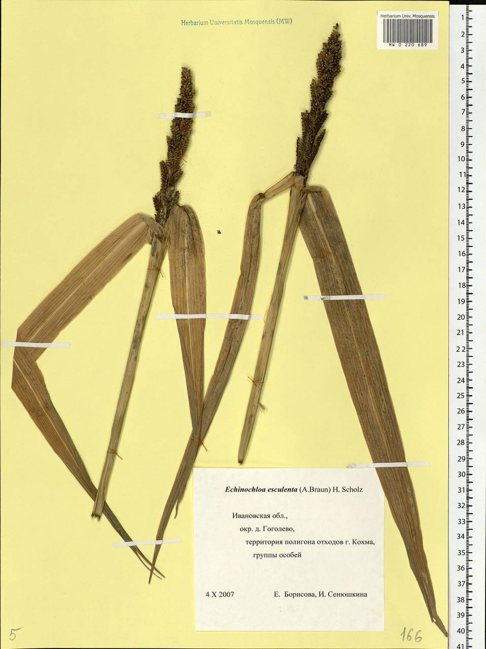 Echinochloa crus-galli subsp. utilis (Ohwi & Yabuno) T.Koyama, Восточная Европа, Центральный лесной район (E5) (Россия)