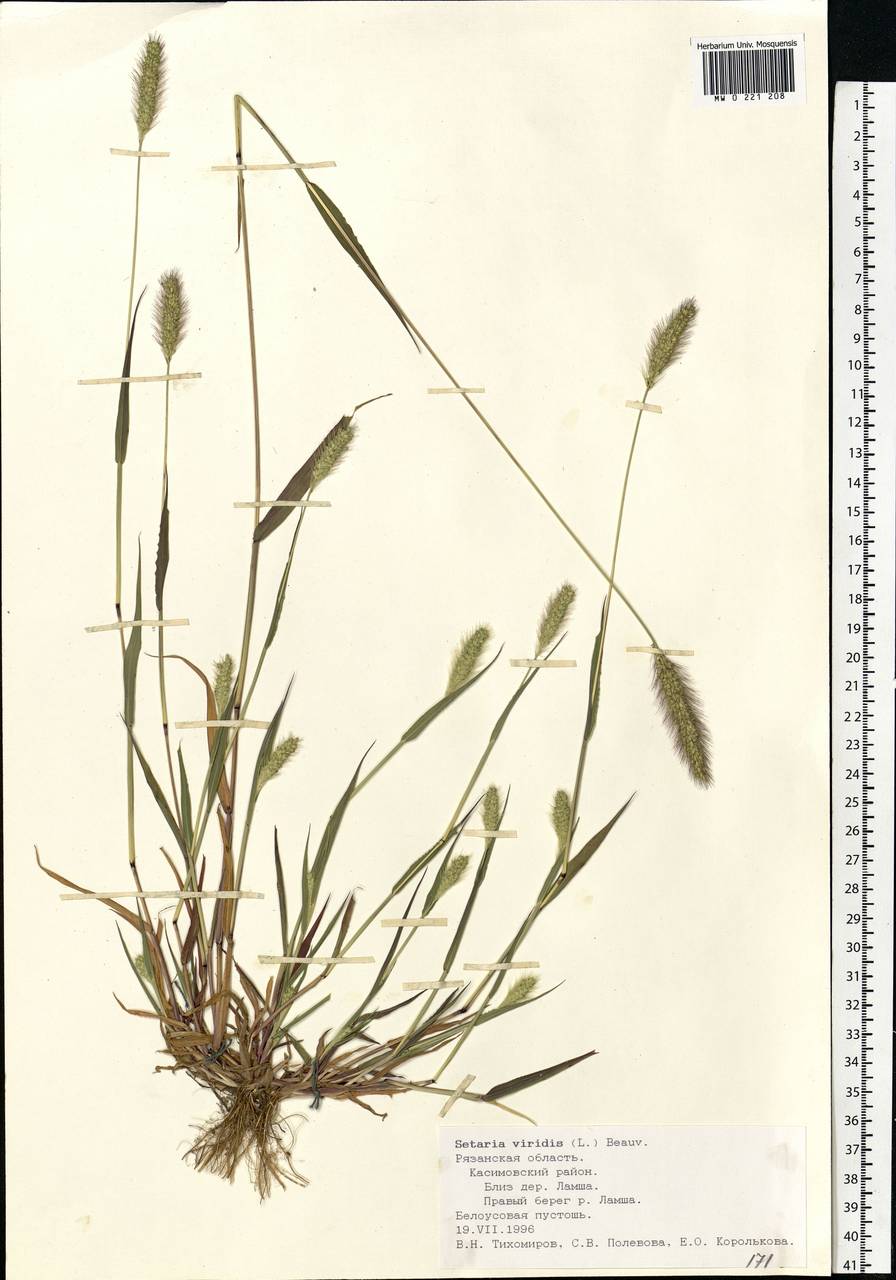 Щетинник зелёный (Setaria viridis)