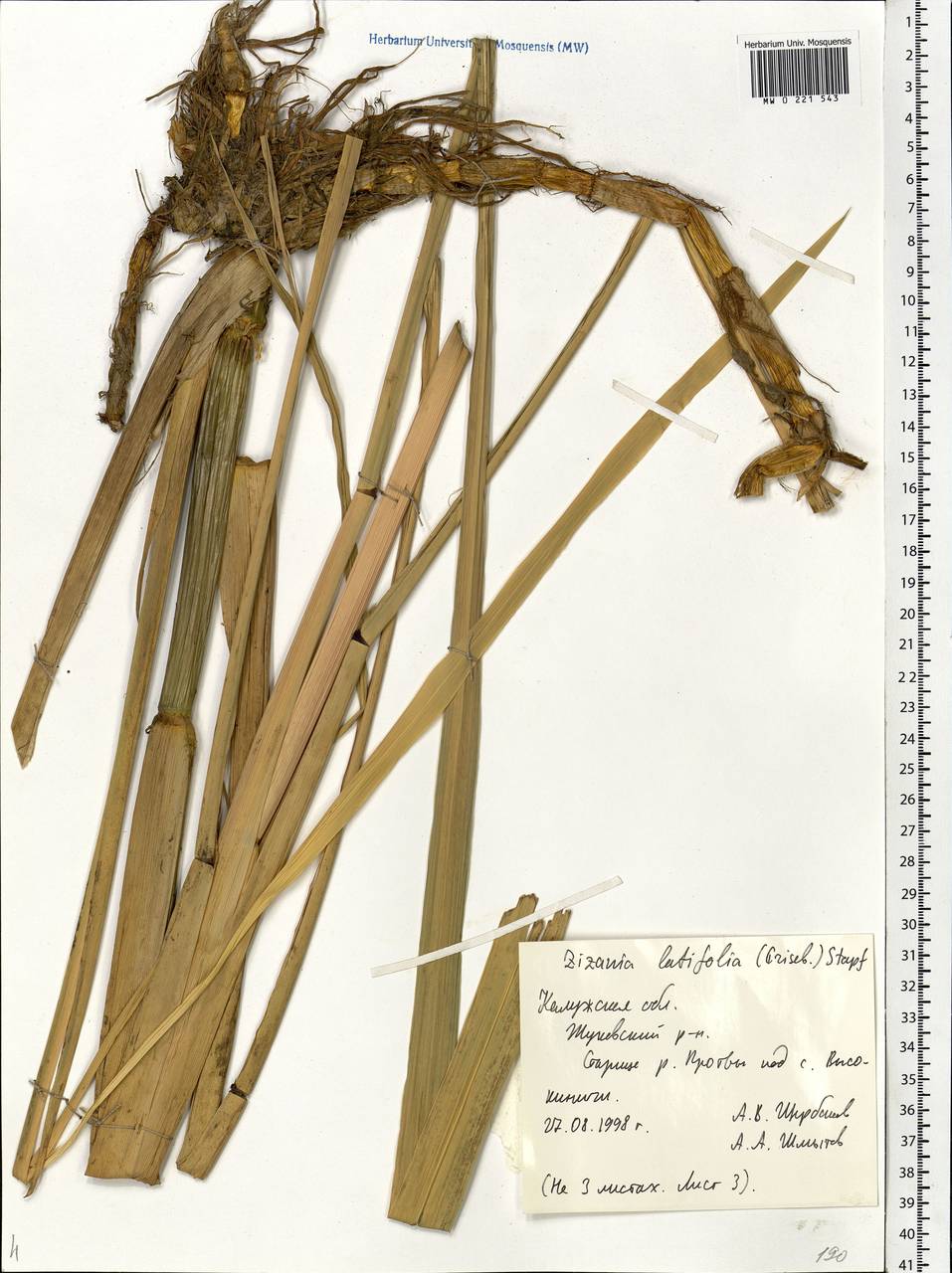Цицания широколистная (Griseb.) Hance ex F.Muell., Восточная Европа, Центральный район (E4) (Россия)