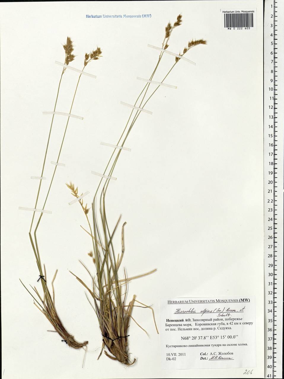 Anthoxanthum monticola (Bigelow) Veldkamp, Восточная Европа, Северный район (E1) (Россия)