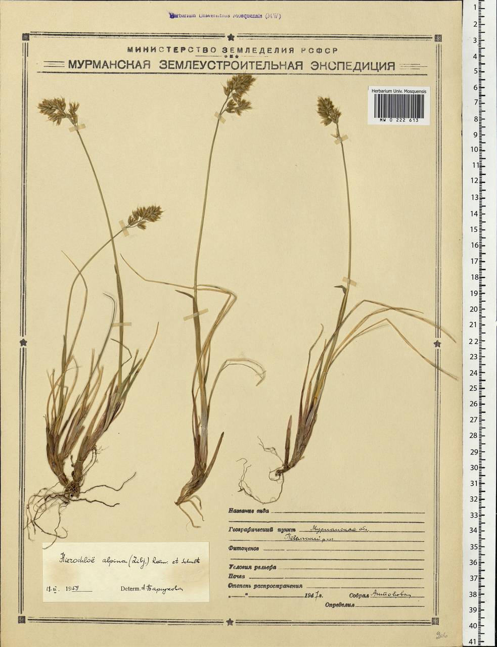 Anthoxanthum monticola (Bigelow) Veldkamp, Восточная Европа, Северный район (E1) (Россия)