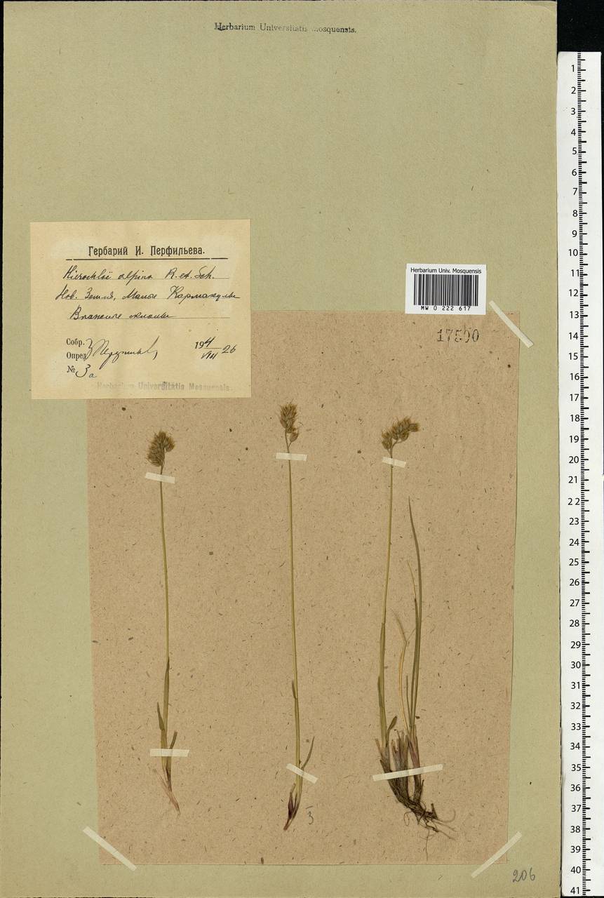 Anthoxanthum monticola (Bigelow) Veldkamp, Восточная Европа, Северный район (E1) (Россия)