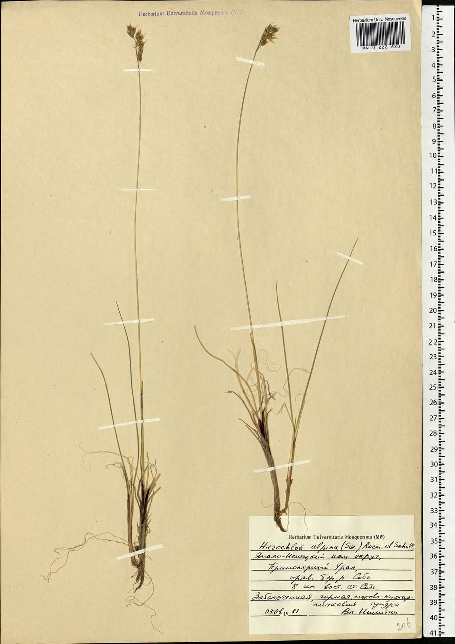 Anthoxanthum monticola (Bigelow) Veldkamp, Сибирь, Западная Сибирь (S1) (Россия)