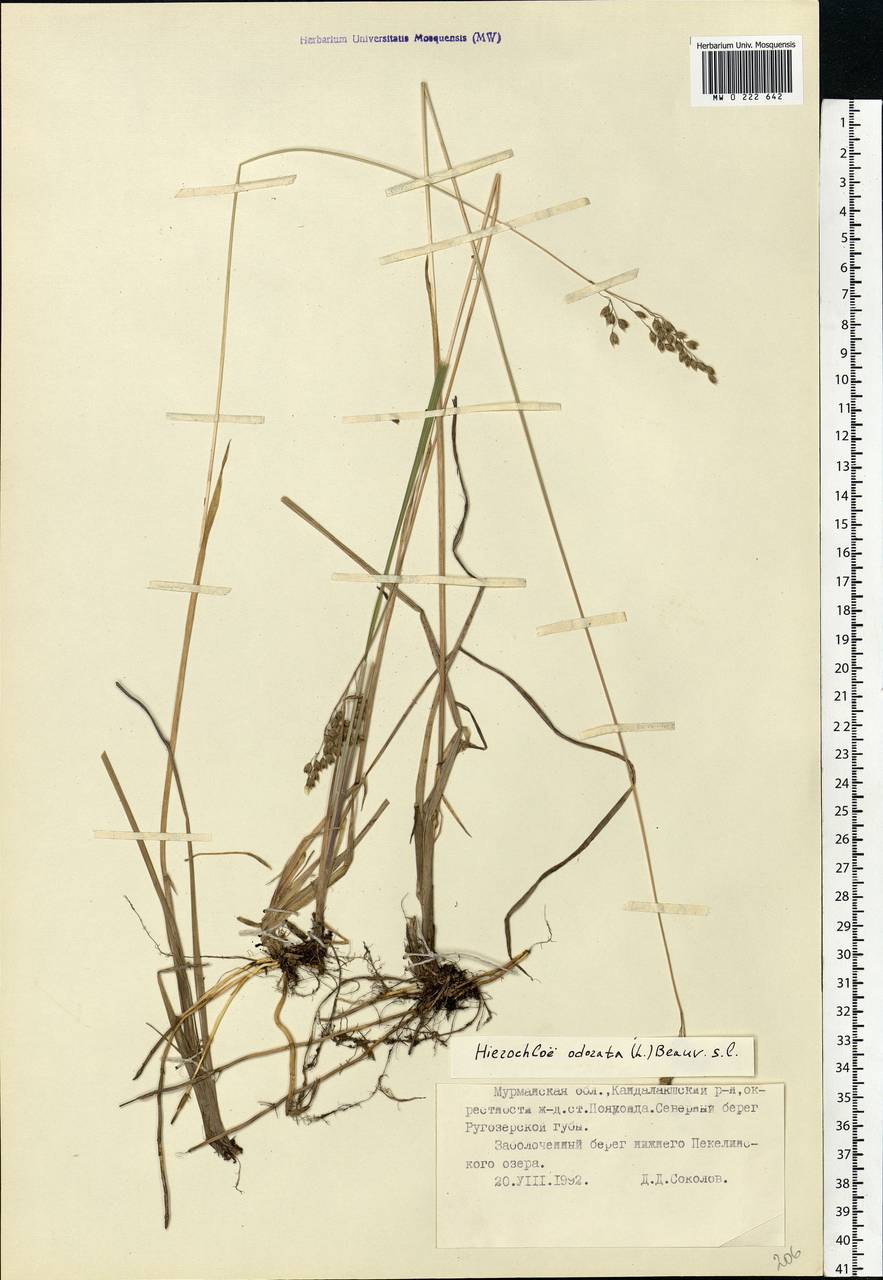 Anthoxanthum nitens (Weber) Y.Schouten & Veldkamp, Восточная Европа, Северный район (E1) (Россия)