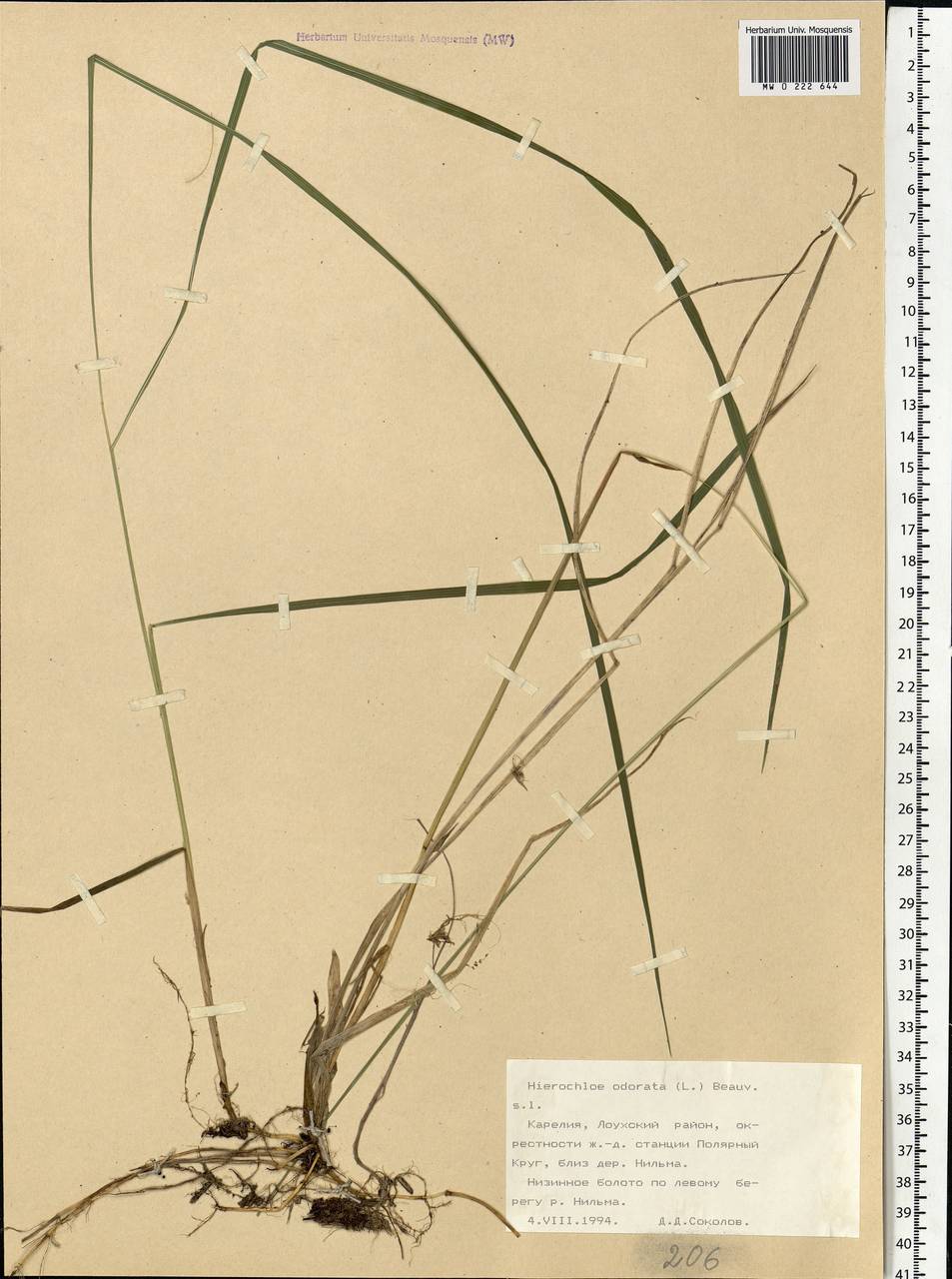 Anthoxanthum nitens (Weber) Y.Schouten & Veldkamp, Восточная Европа, Северный район (E1) (Россия)