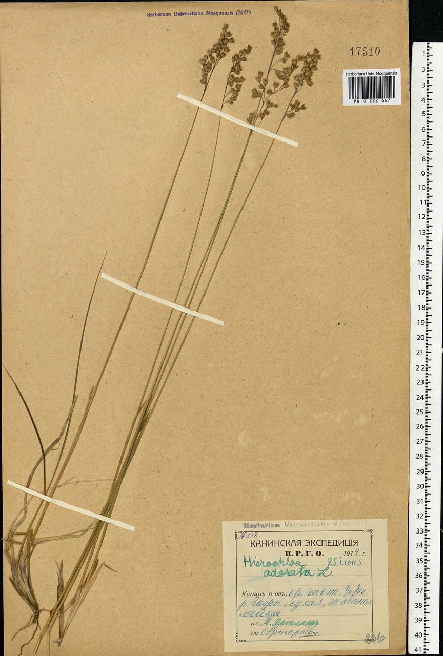 Anthoxanthum nitens (Weber) Y.Schouten & Veldkamp, Восточная Европа, Северный район (E1) (Россия)