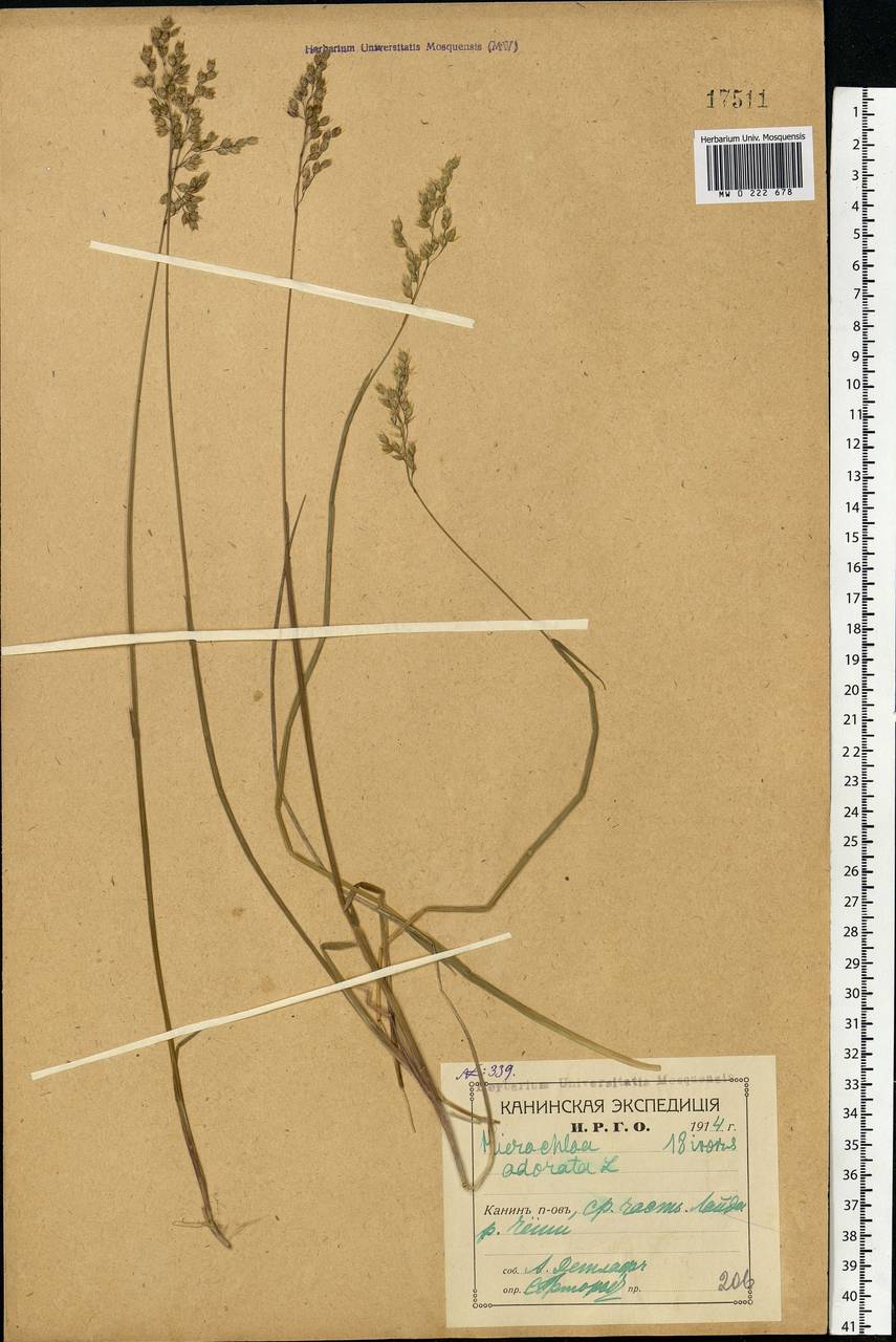 Anthoxanthum nitens (Weber) Y.Schouten & Veldkamp, Восточная Европа, Северный район (E1) (Россия)