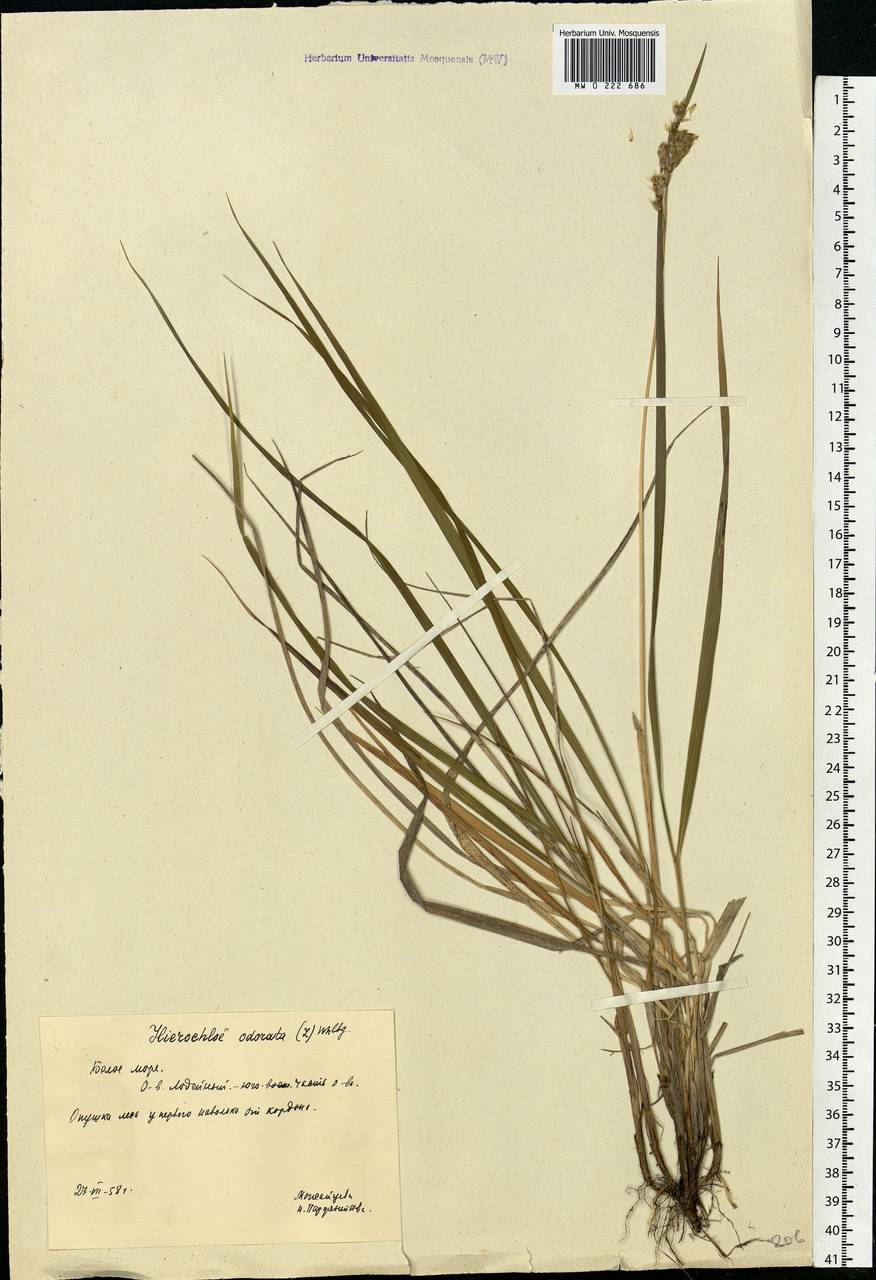 Anthoxanthum nitens (Weber) Y.Schouten & Veldkamp, Восточная Европа, Северный район (E1) (Россия)