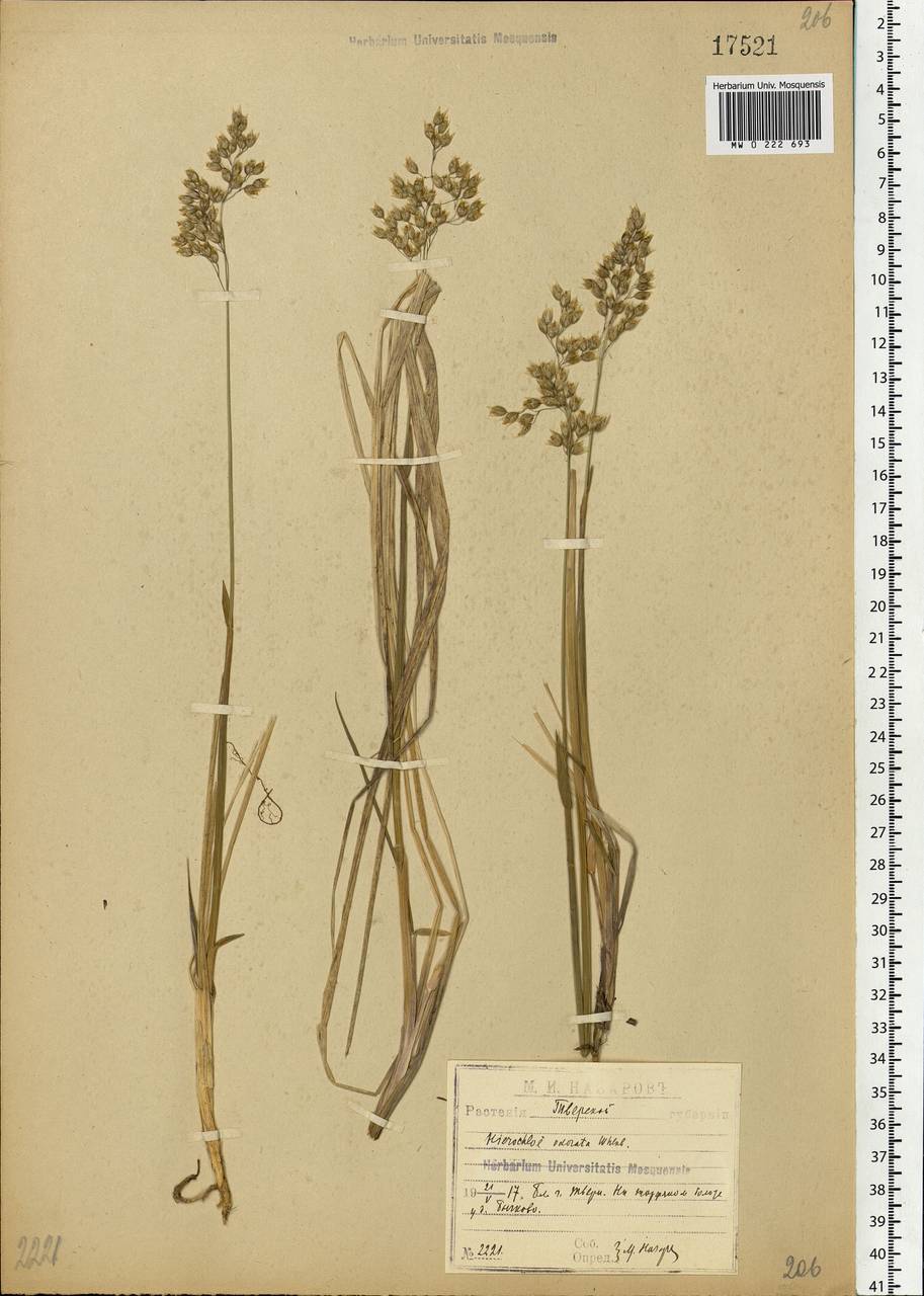 Anthoxanthum nitens (Weber) Y.Schouten & Veldkamp, Восточная Европа, Северо-Западный район (E2) (Россия)