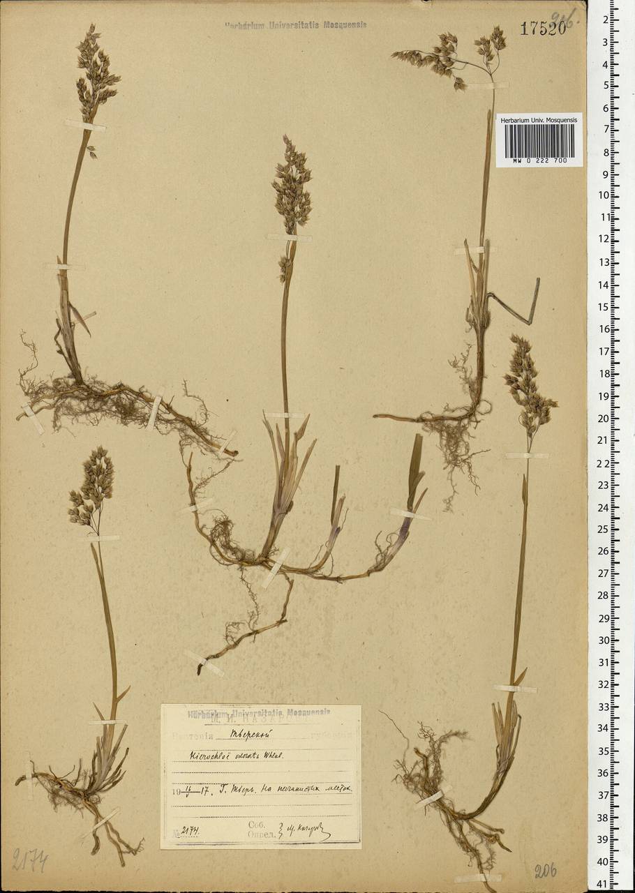 Anthoxanthum nitens (Weber) Y.Schouten & Veldkamp, Восточная Европа, Северо-Западный район (E2) (Россия)