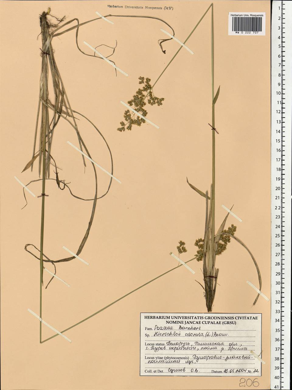 Anthoxanthum nitens (Weber) Y.Schouten & Veldkamp, Восточная Европа, Белоруссия (E3a) (Белоруссия)