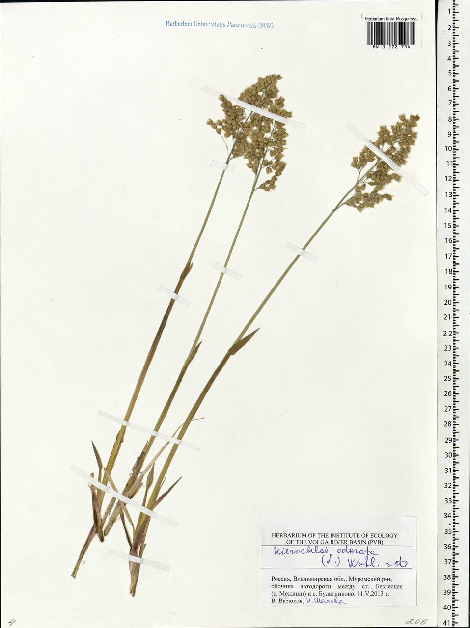 Anthoxanthum nitens (Weber) Y.Schouten & Veldkamp, Восточная Европа, Центральный район (E4) (Россия)