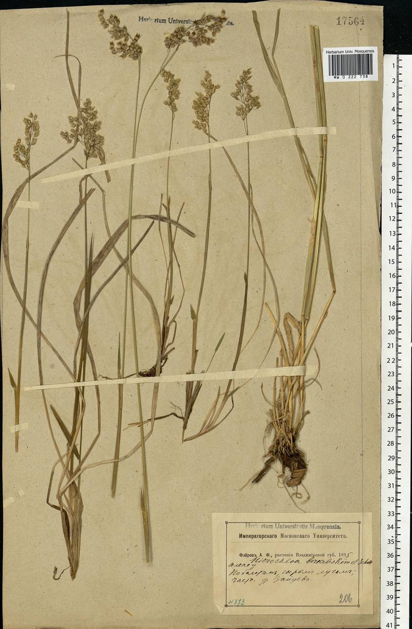 Anthoxanthum nitens (Weber) Y.Schouten & Veldkamp, Восточная Европа, Центральный район (E4) (Россия)