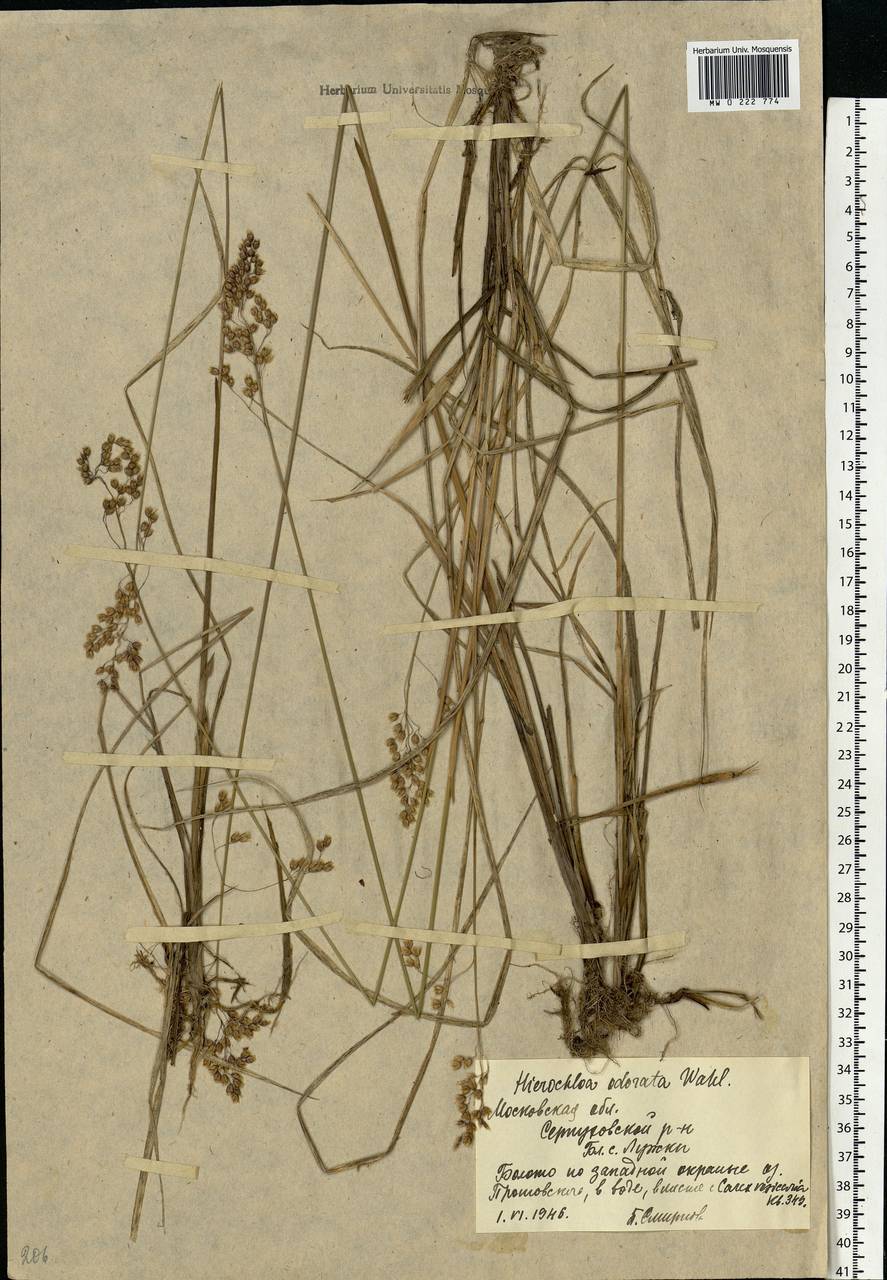 Anthoxanthum nitens (Weber) Y.Schouten & Veldkamp, Восточная Европа, Московская область и Москва (E4a) (Россия)
