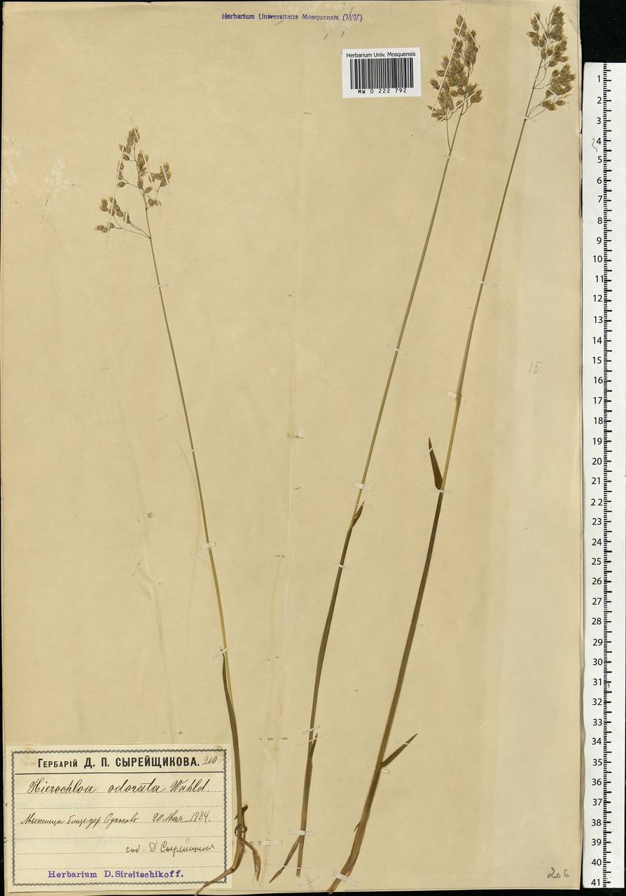 Anthoxanthum nitens (Weber) Y.Schouten & Veldkamp, Восточная Европа, Московская область и Москва (E4a) (Россия)