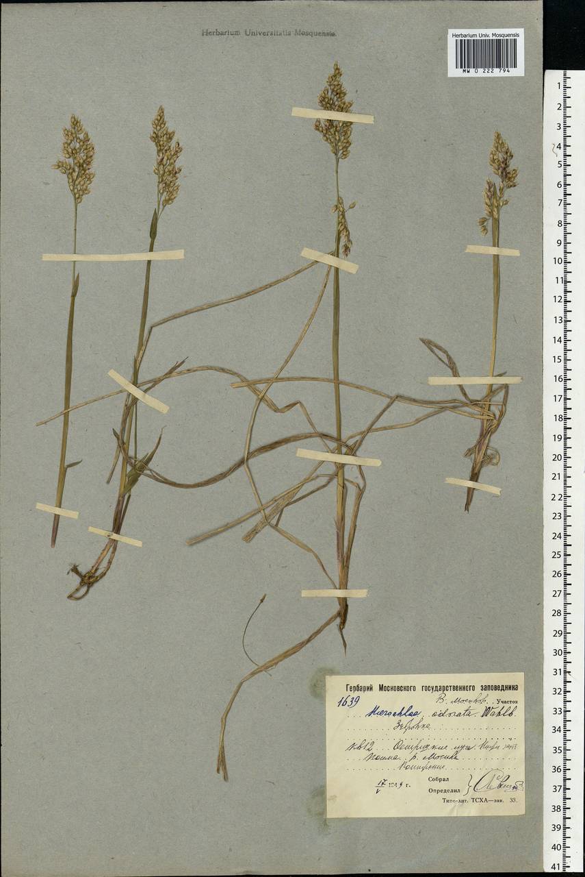 Anthoxanthum nitens (Weber) Y.Schouten & Veldkamp, Восточная Европа, Московская область и Москва (E4a) (Россия)