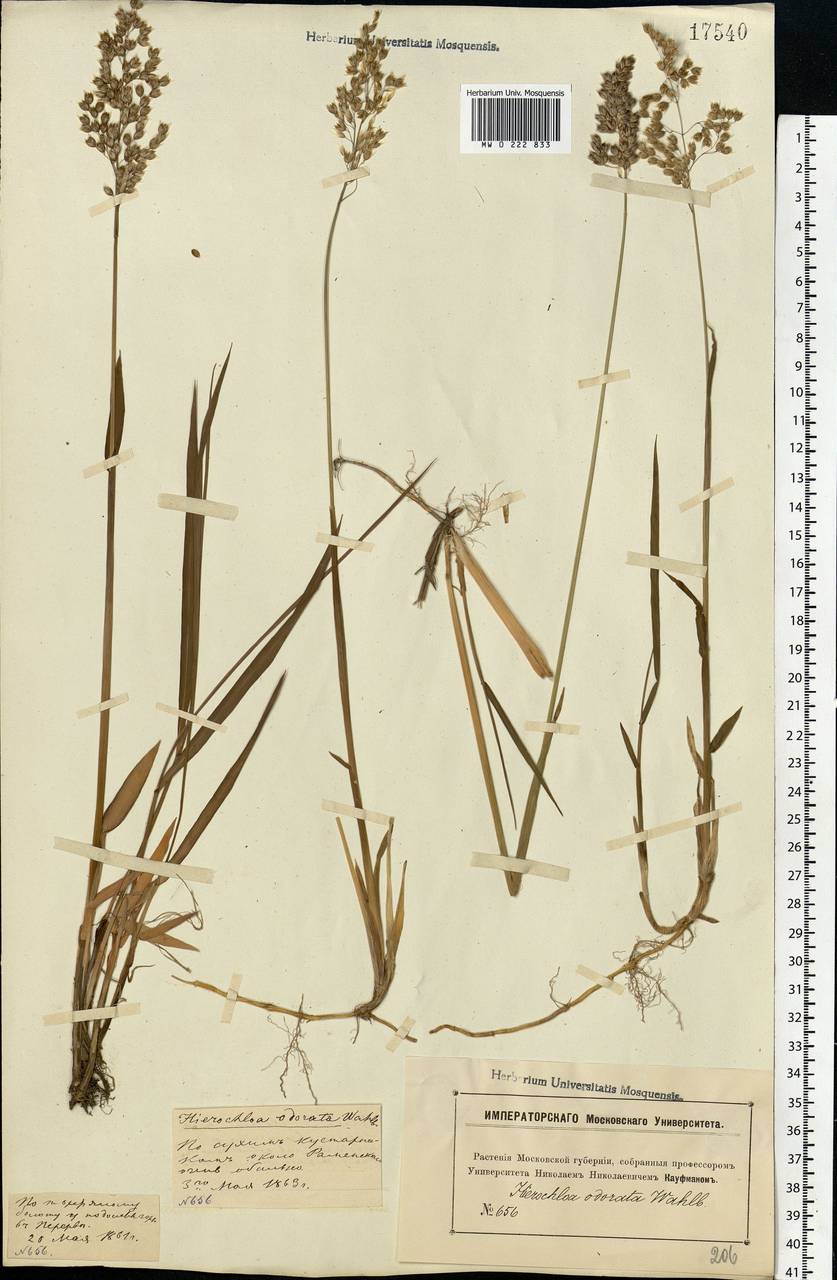 Anthoxanthum nitens (Weber) Y.Schouten & Veldkamp, Восточная Европа, Московская область и Москва (E4a) (Россия)