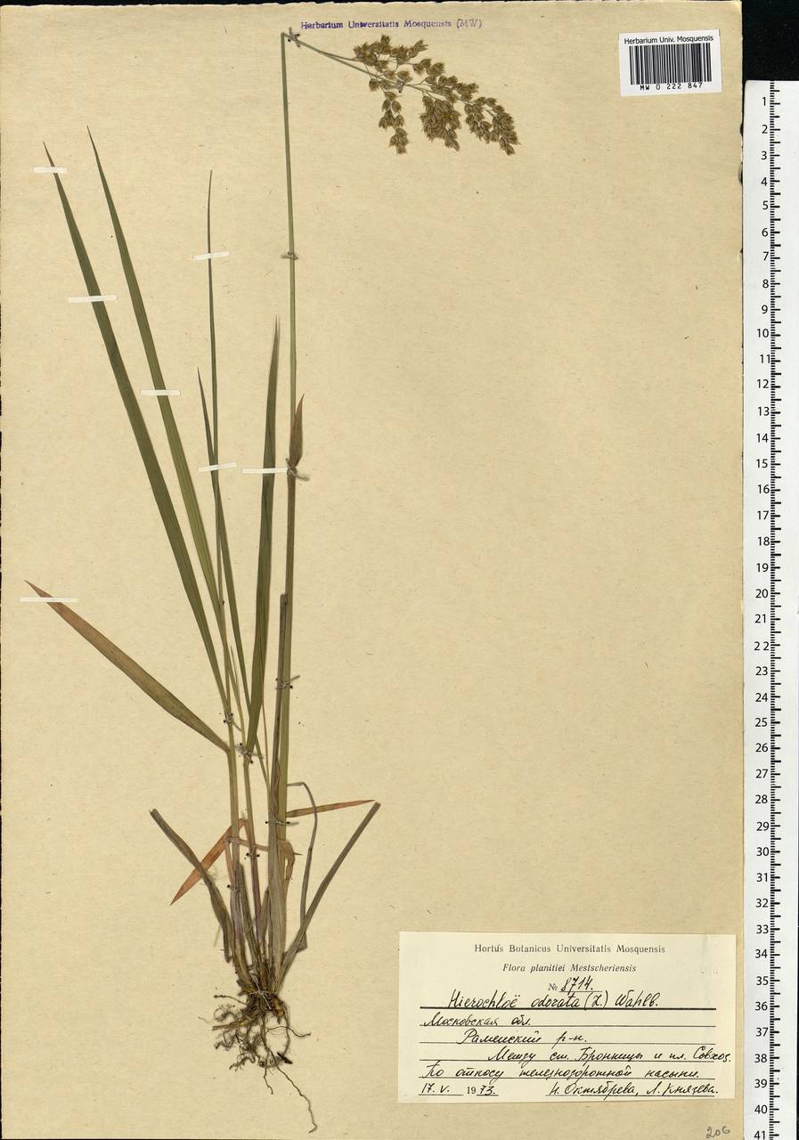 Anthoxanthum nitens (Weber) Y.Schouten & Veldkamp, Восточная Европа, Московская область и Москва (E4a) (Россия)