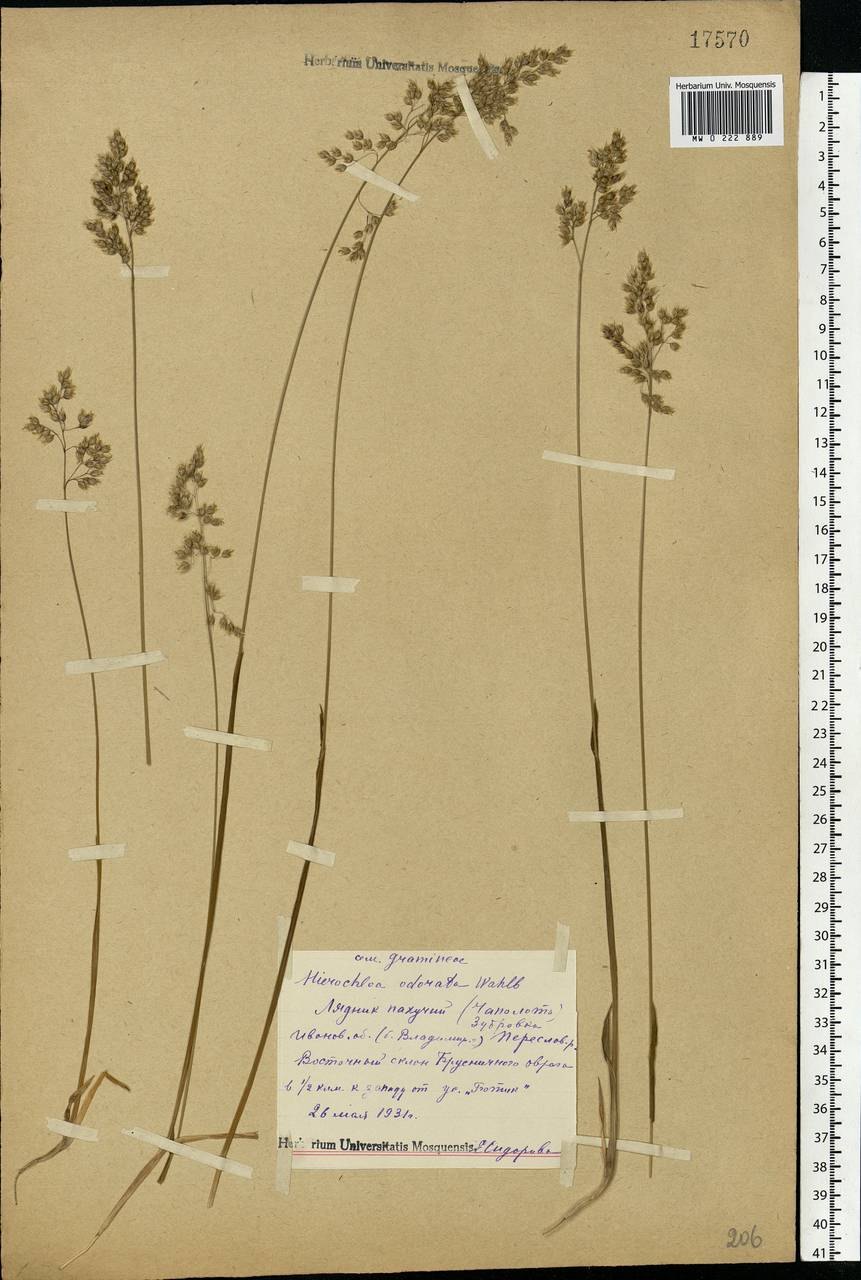Anthoxanthum nitens (Weber) Y.Schouten & Veldkamp, Восточная Европа, Центральный лесной район (E5) (Россия)
