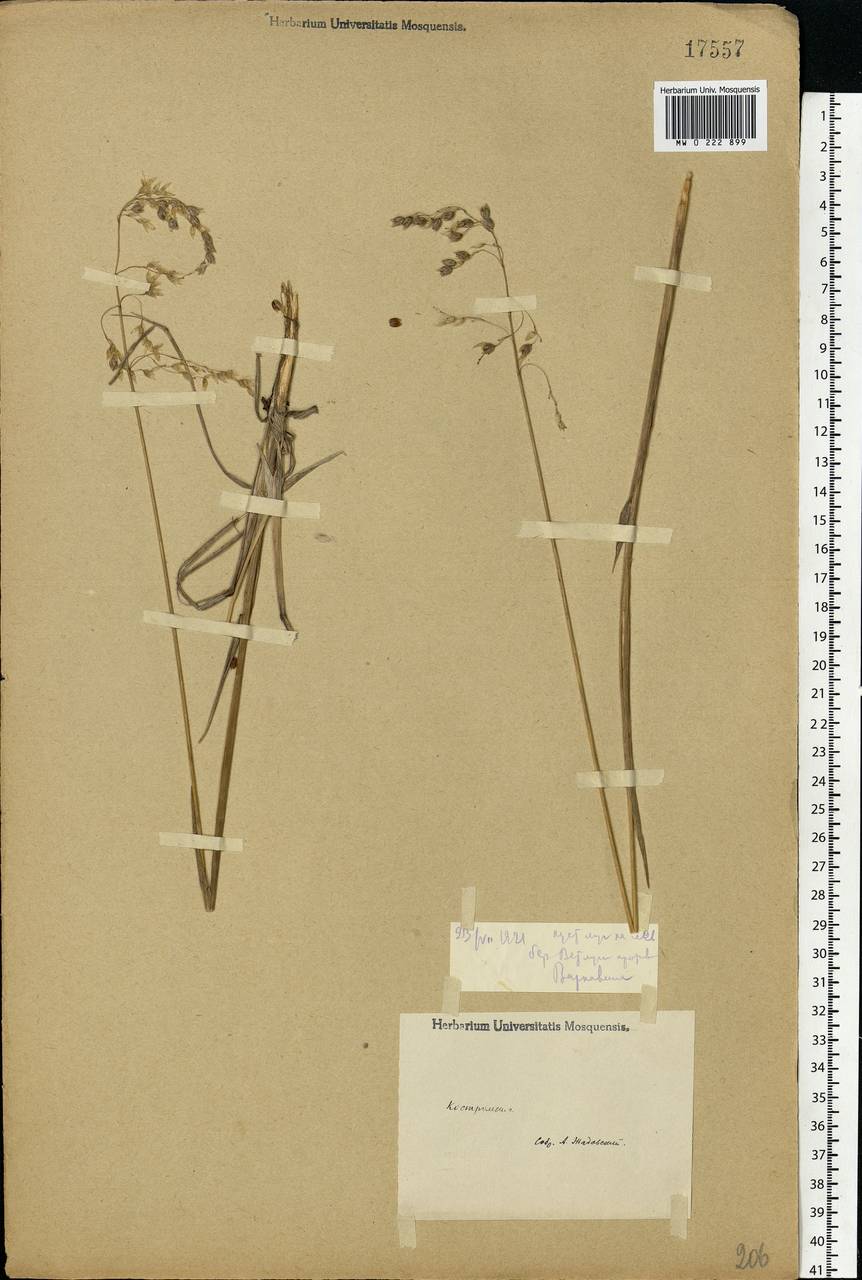Anthoxanthum nitens (Weber) Y.Schouten & Veldkamp, Восточная Европа, Волжско-Камский район (E7) (Россия)