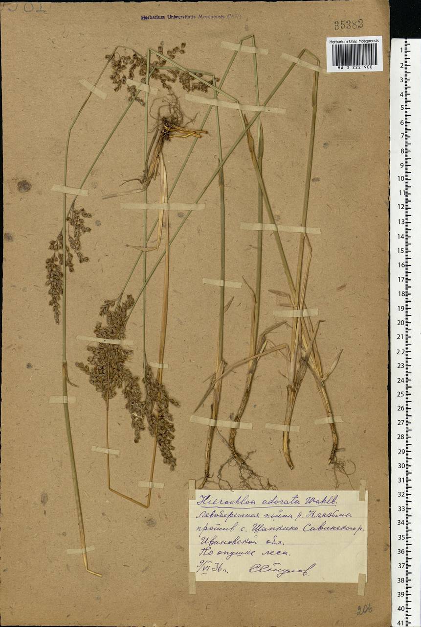 Anthoxanthum nitens (Weber) Y.Schouten & Veldkamp, Восточная Европа, Центральный лесной район (E5) (Россия)