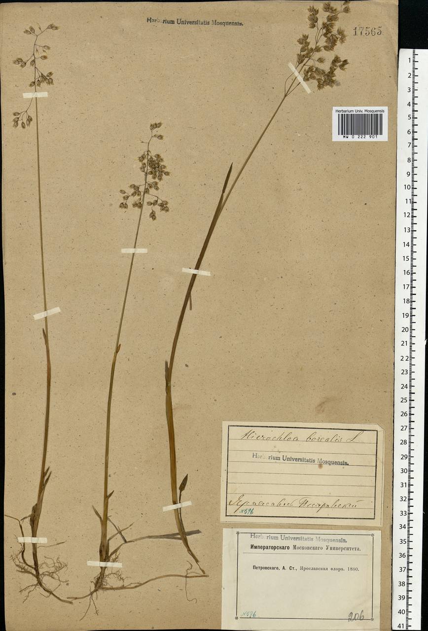 Anthoxanthum nitens (Weber) Y.Schouten & Veldkamp, Восточная Европа, Центральный лесной район (E5) (Россия)