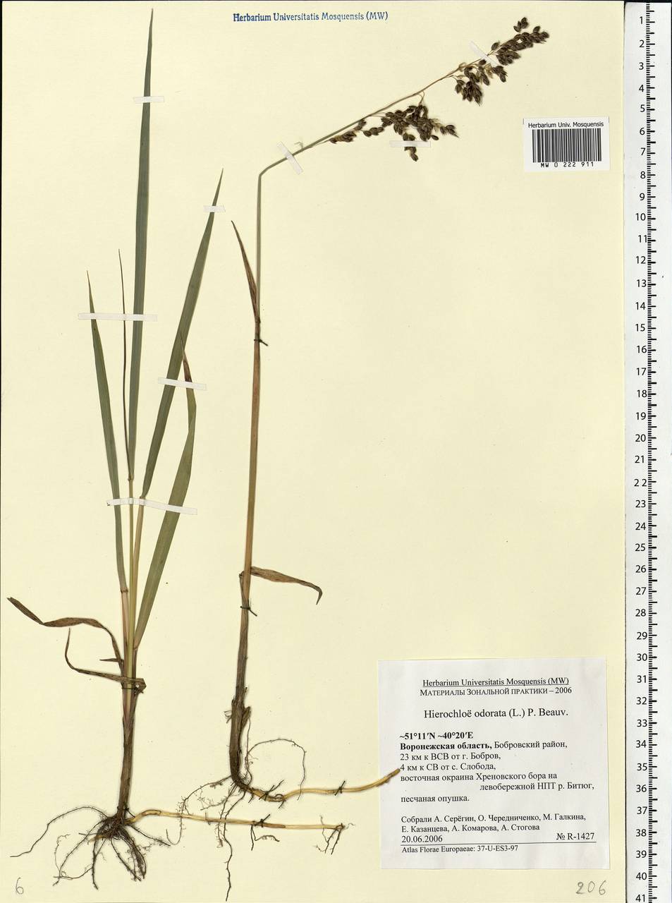 Anthoxanthum nitens (Weber) Y.Schouten & Veldkamp, Восточная Европа, Центральный лесостепной район (E6) (Россия)