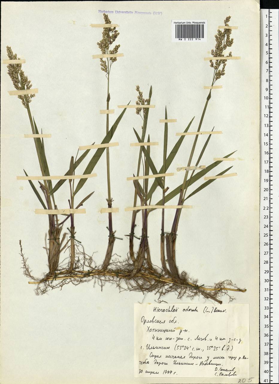 Anthoxanthum nitens (Weber) Y.Schouten & Veldkamp, Восточная Европа, Центральный лесостепной район (E6) (Россия)