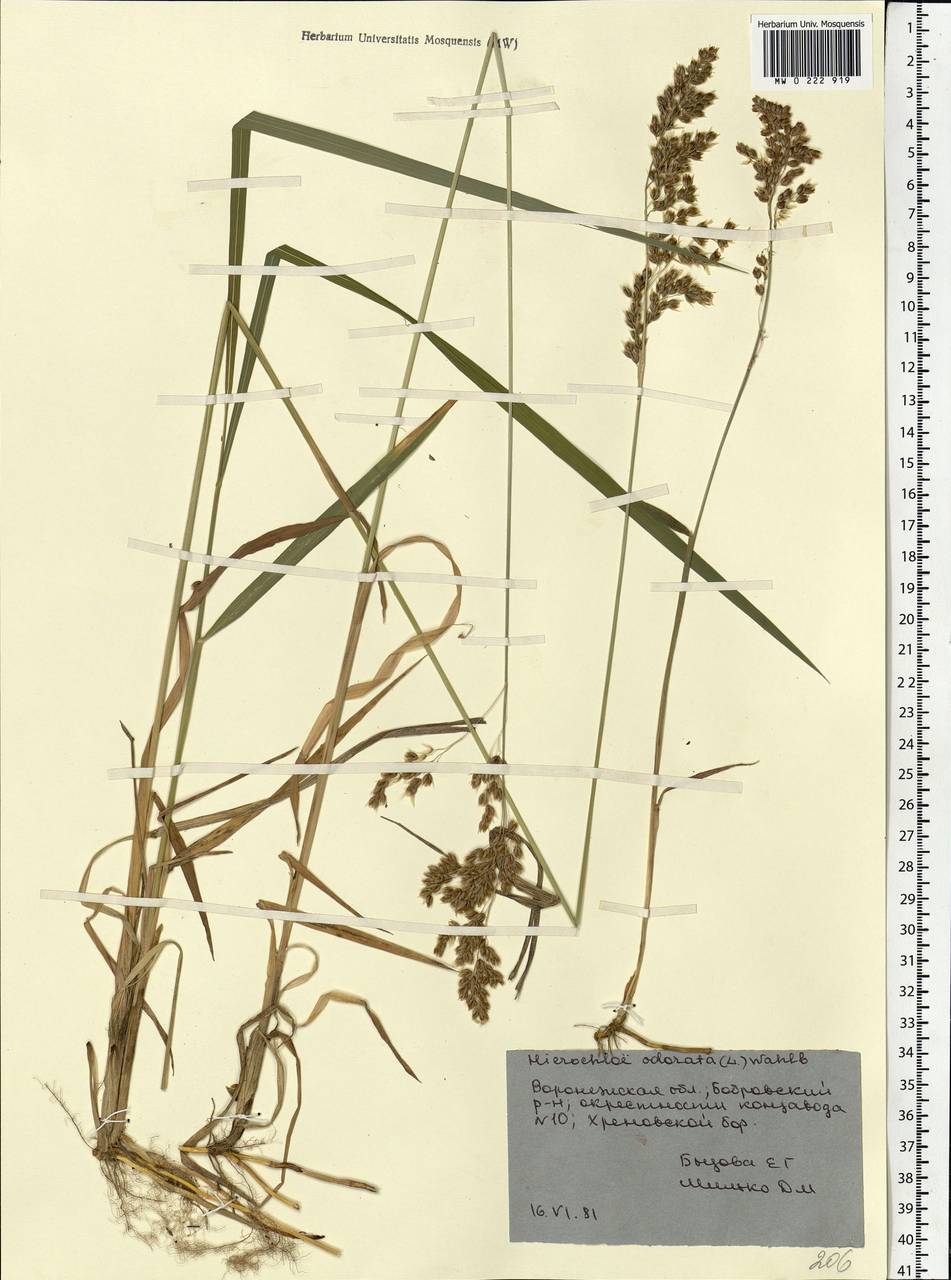 Anthoxanthum nitens (Weber) Y.Schouten & Veldkamp, Восточная Европа, Центральный лесостепной район (E6) (Россия)