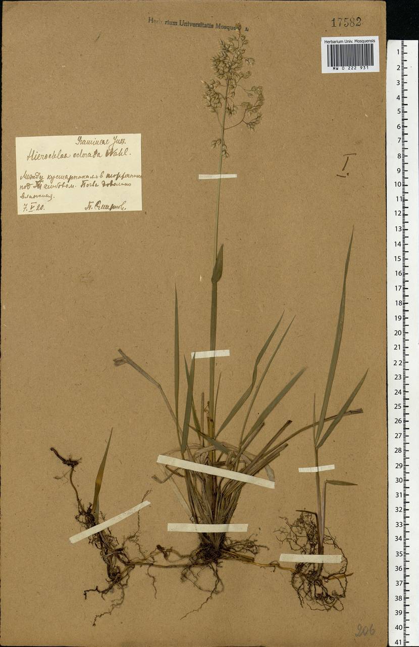 Anthoxanthum nitens (Weber) Y.Schouten & Veldkamp, Восточная Европа, Центральный лесостепной район (E6) (Россия)